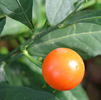 Fortunella margarita– Kumquat ovale
