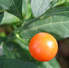 Kumquat