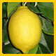 agrumi, limone