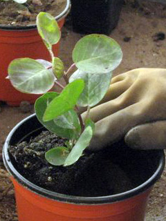 Caper plant 