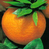Citrus Myrtifolia - Chinotto