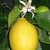 Citrus Limon, limone quattro stagioni