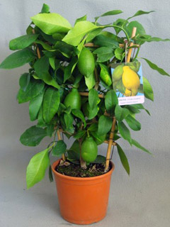 limone a spalliera, vaso 18